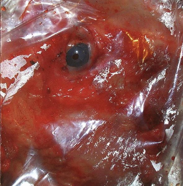 Hog Caller - Predestined For Hell