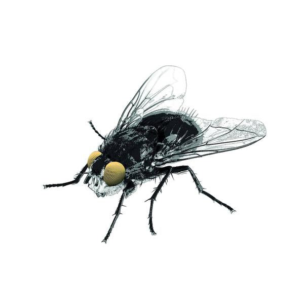 Antti & Maapallon Maitolaiturit Reini - Kärpänen