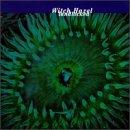 Witch Hazel - Landlocked