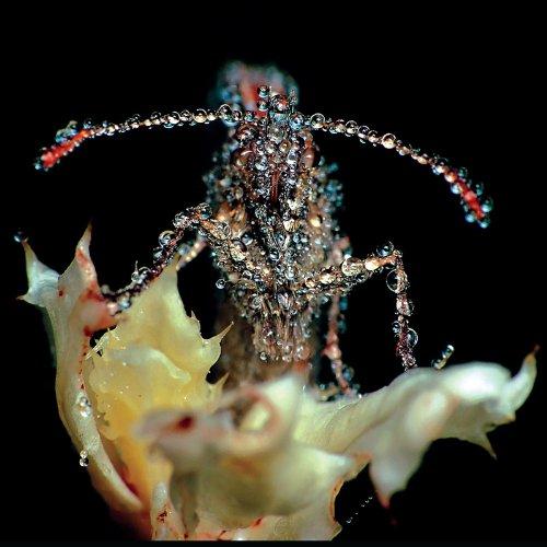 Gang Gang Dance - Eye Contact 4AD RECORDS HOT CHIP