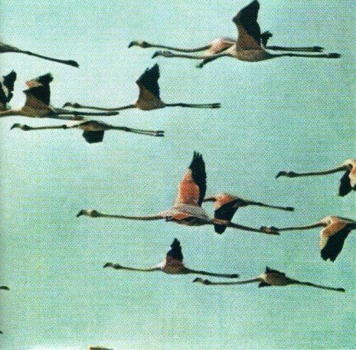 Chevy Heston - Come to Sterilized