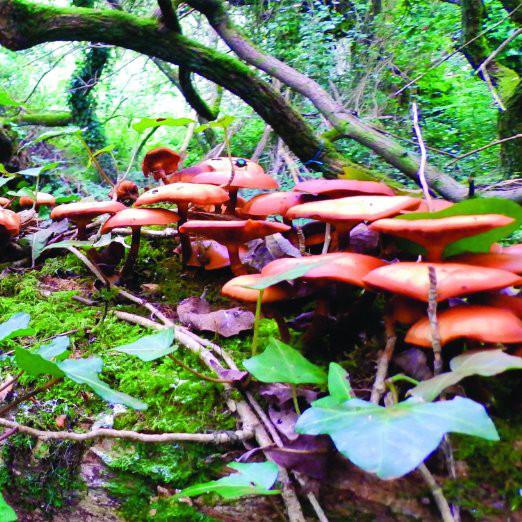 Mushroom Project, the - same ASTRALASIA HAWKWIND